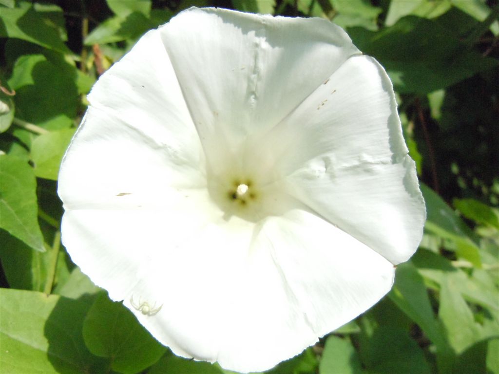Calystegia silvatica